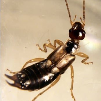 NW Pest Control - Earwig Removal - Pest Control Near Me - Waltham, Massachusetts NW Pest Control - Earwig Removal - Pest Control Near Me - Waltham, Massachusetts