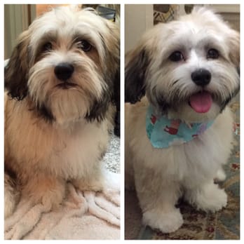 Pawsatively Elegant - They did an amazing job and even gave him a Cute handkerchief. - Pet Groomers Near Me - Yorba Linda , California
