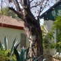 Photo of Nature’s Finest Arbor Tree Service