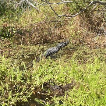 Jean Lafitte Swamp Tour - Boat Tours Near Me - Marrero, Louisiana