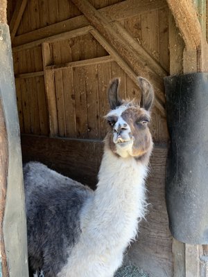 Vashon Llamas by null