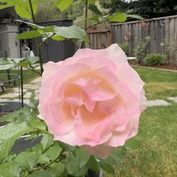 Roses Unlimited - JACling First Kiss