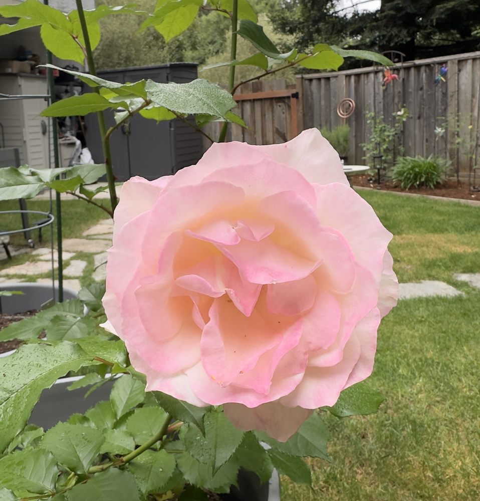 ROSES UNLIMITED Updated October 2024 363 N Deerwood Dr, Laurens