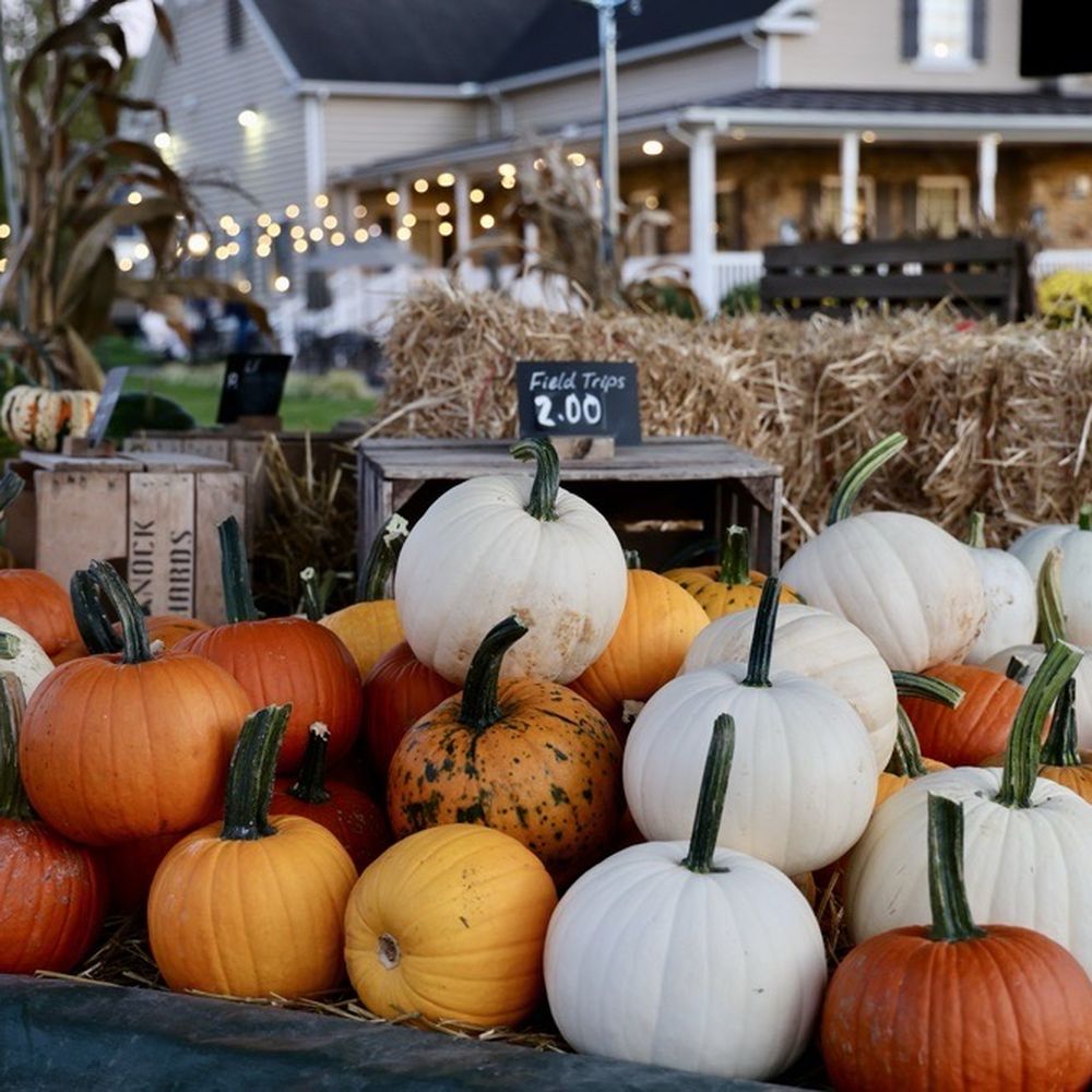 Fox Meadows Creamery - Pumpkins for the season. - Ice Cream & Frozen Yogurt Near Me - Ephrata, Pennsylvania Fox Meadows Creamery - Pumpkins for the season. - Ice Cream & Frozen Yogurt Near Me - Ephrata, Pennsylvania