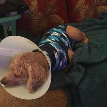 Boca Veterinary Clinic - Dr. Reum and staff patched Happy up after he was attacked by another dog. He's finally sleeping peacefully after a hard week! - Veterinarians Near Me - Boca Raton, Florida Boca Veterinary Clinic - Dr. Reum and staff patched Happy up after he was attacked by another dog. He's finally sleeping peacefully after a hard week! - Veterinarians Near Me - Boca Raton, Florida