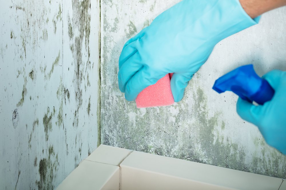 Texas Mold Guys of Houston - mold inspector in Houston, TX