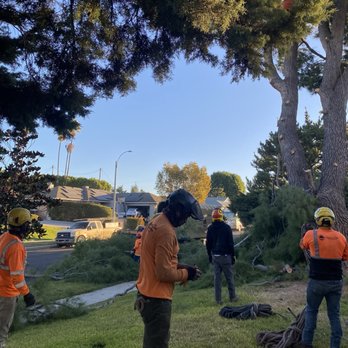 Golden Oak Tree Service - Tree and crew - Tree Services Near Me - Sylmar, California Golden Oak Tree Service - Tree and crew - Tree Services Near Me - Sylmar, California