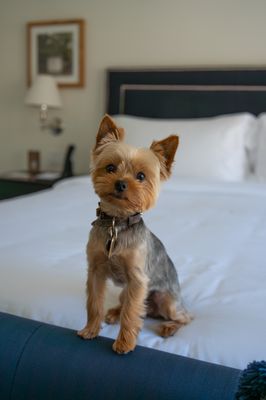 el PRADO Hotel by null