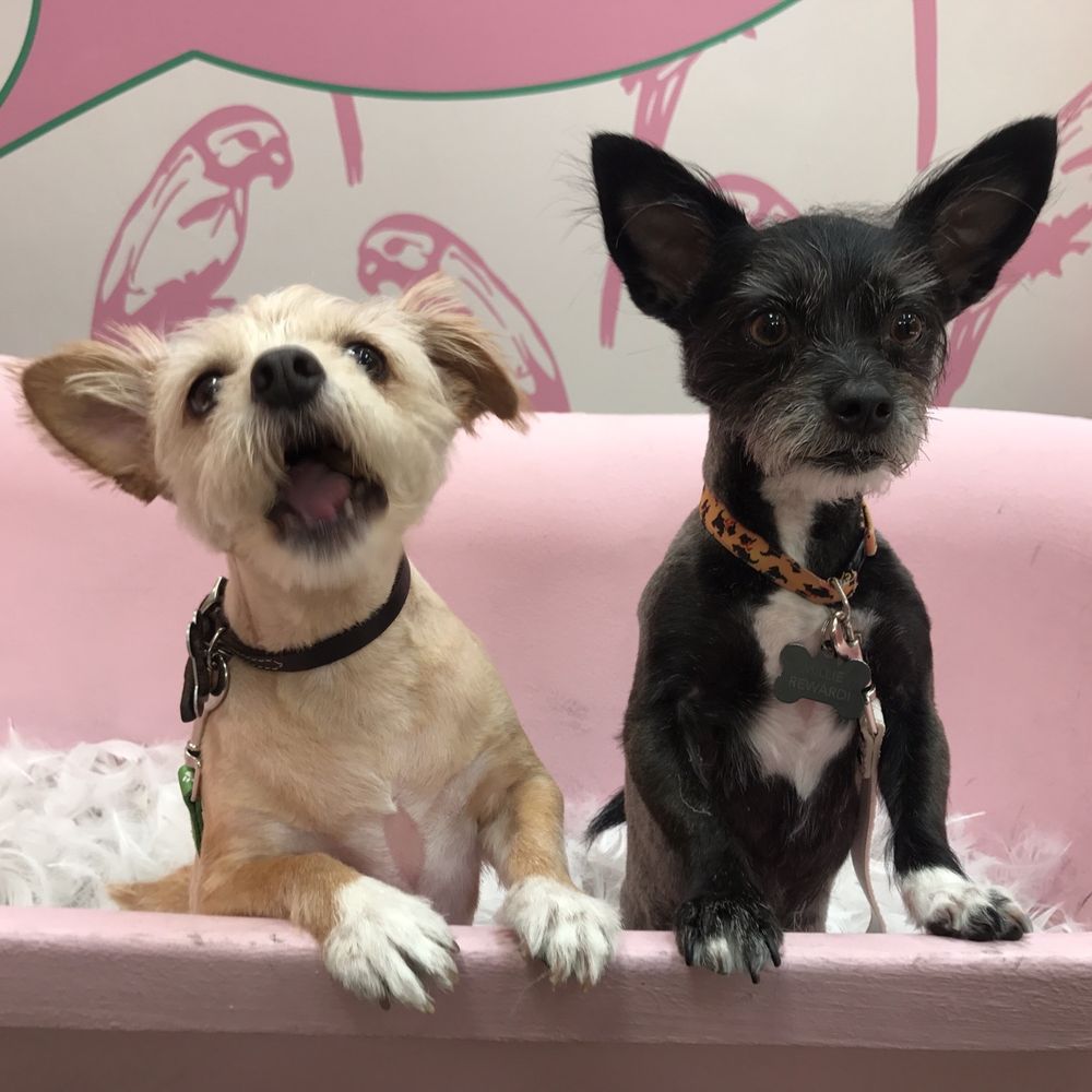 PetPop - Pop-up Shops Near Me - Los Angeles, California PetPop - Pop-up Shops Near Me - Los Angeles, California