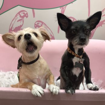 PetPop - Pop-up Shops Near Me - Los Angeles, California