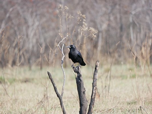 Fort Worth Nature Center & Refuge by null