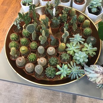 The Budding Florist - Succulents for sale - Floral Designers Near Me - Cincinnati, Ohio