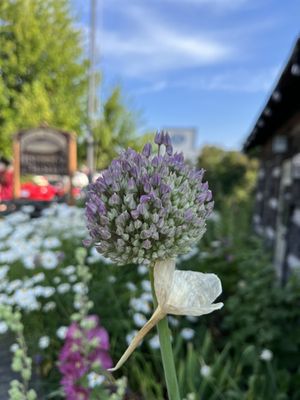 Orcas Island Farmer's Market by null