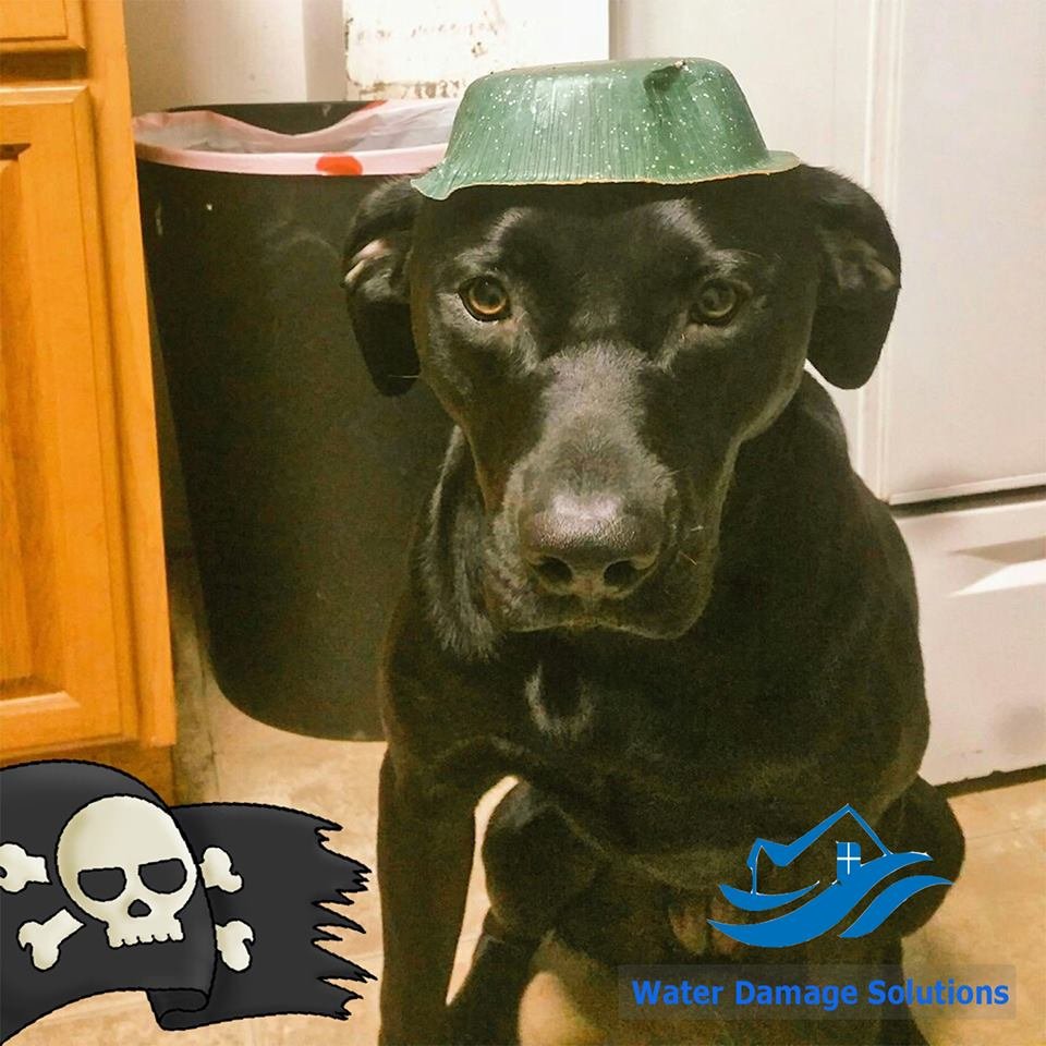 Water Damage Solutions - mold inspector in Pottstown, PA