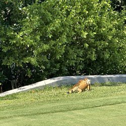 Biltmore Golf Course - Lizard