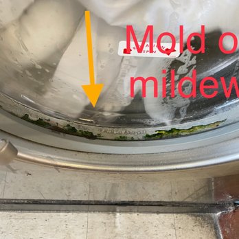 2nd Street Laundry - Mold or green monster inside the recess Of the front door - Laundry Services Near Me - Hermosa Beach, California