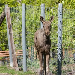 Wildpark Frankenhof