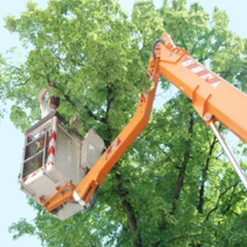 Gary & Sons Tree Service - Tree Services Near Me Gary & Sons Tree Service - Tree Services Near Me