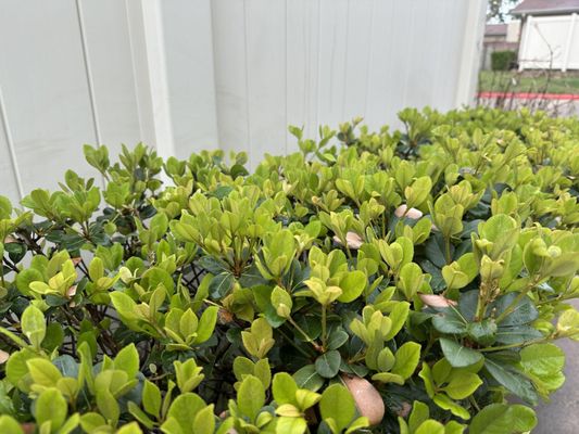 Urban Garden Solutions