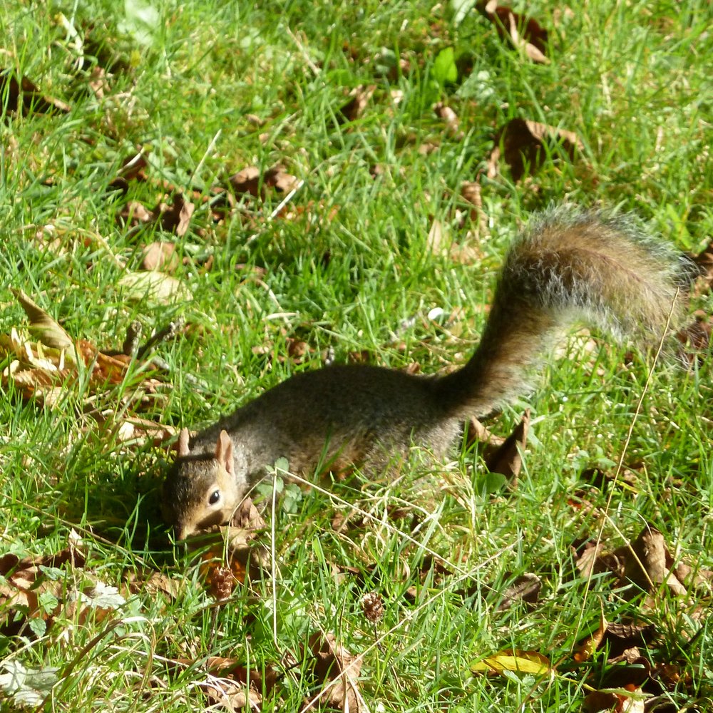 National Botanic Gardens - Botanic Gardens friend - Parks Near Me - Glasnevin, D