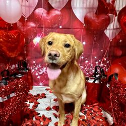 K9Clubhouse Dog Hotel - Valentine's Day's