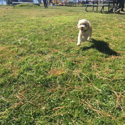 East Park Dog Zone