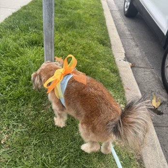 Beach Dog Salon - Pet Groomers Near Me - Corona Del Mar, California