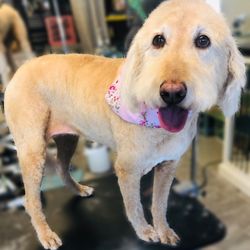 Michelle's Compassionate Grooming - Goldendoodle