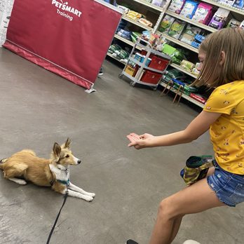 PetSmart Doggie Day Camp - Ellie at training class. - Pet Stores Near Me - Phoenix, Arizona