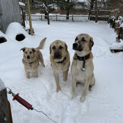 Stone Veterinary Hospital - Axel,Beau and Gus