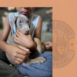 Blessed Beyond Dobermans - Fawn Doberman