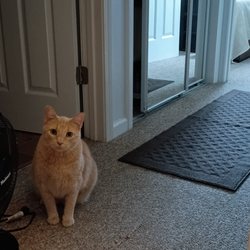 South Des Moines Veterinary Center - Simba