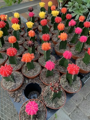 Portland Nursery by null