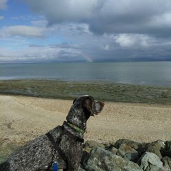 Dogs Love To Walk