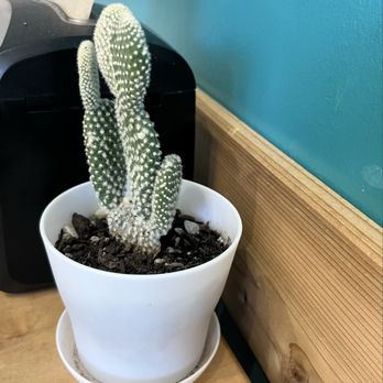 Pai Cafe - Cute cactus on table - Coffee & Tea Near Me - Honolulu, Hawaii
