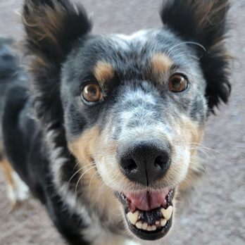 Rancho Milagro Bed & Breakfast - Love one of the ranches dogs - Bed & Breakfast Near Me - Elgin, Arizona