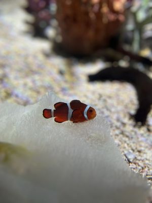 Osaka Aquarium Kaiyukan by null