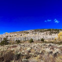 Fish Lake National Forest - Views of Pando spreading up onto the mountains
