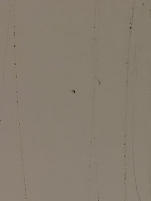 Hollywood Off Vine (Hov) by null