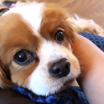 West Coast Pet Memorial Services - Our Zoe Love! She's definitely missed - Pet Cremation Services Near Me - San Diego, California West Coast Pet Memorial Services - Our Zoe Love! She's definitely missed - Pet Cremation Services Near Me - San Diego, California