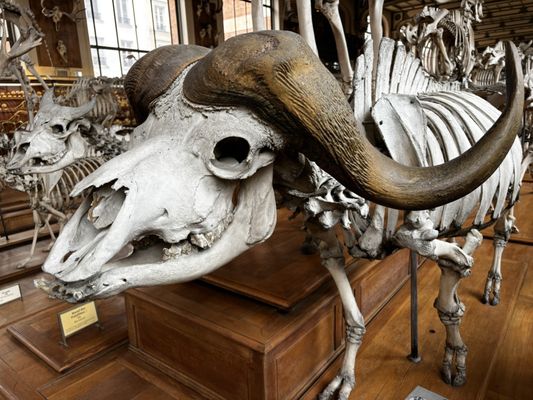 Galerie de Paléontologie et d’Anatomie comparée by null