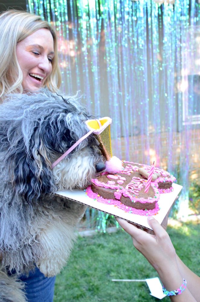 BISCOTTI HOUND DOG BISCUIT BAKERY Updated September 2024 146 Photos