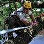 Photo of Sox & Freeman Tree Expert