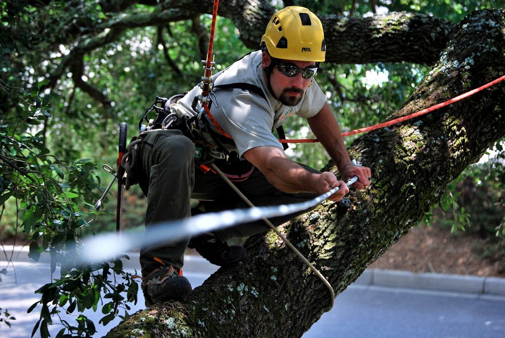 Sox & Freeman Tree Expert - tree service in Columbia, SC