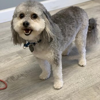 A Tender Touch Grooming - Pet Groomers Near Me - Dunedin, Florida A Tender Touch Grooming - Pet Groomers Near Me - Dunedin, Florida