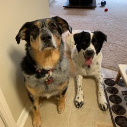 Scout and Milo