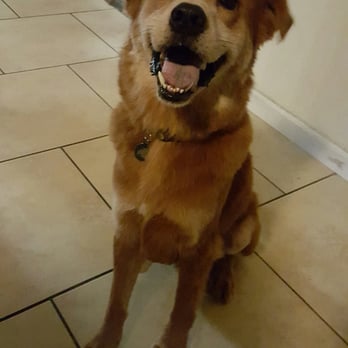 Pets Love Us - My baby all fresh and clean cut! Always where I bring my Max for his baths - Pet Groomers Near Me - Whittier, California Pets Love Us - My baby all fresh and clean cut! Always where I bring my Max for his baths - Pet Groomers Near Me - Whittier, California