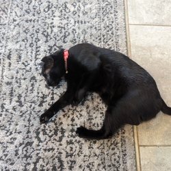 Lord Of The Leash