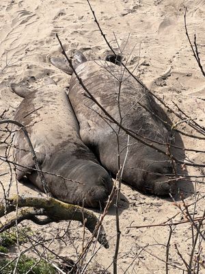 Año Nuevo State Park by null