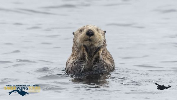 Eagle Wing Whale & Wildlife Tours by null